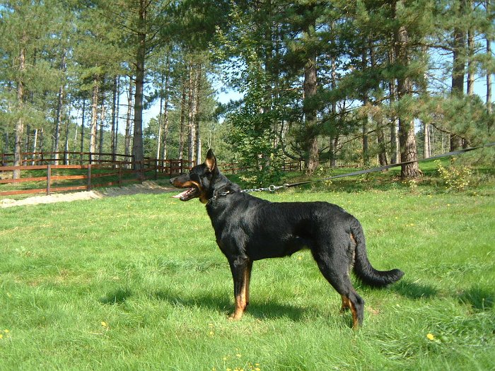 Birmane De Montclea (20)